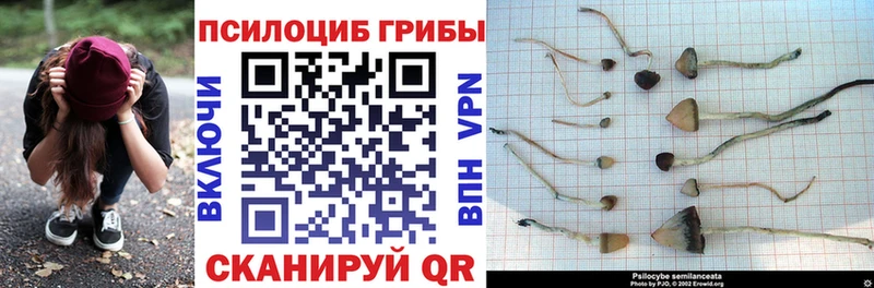 блэк спрут сайт цены наркотик Нижний Тагил Псилоцибиновые грибы Magic Shrooms